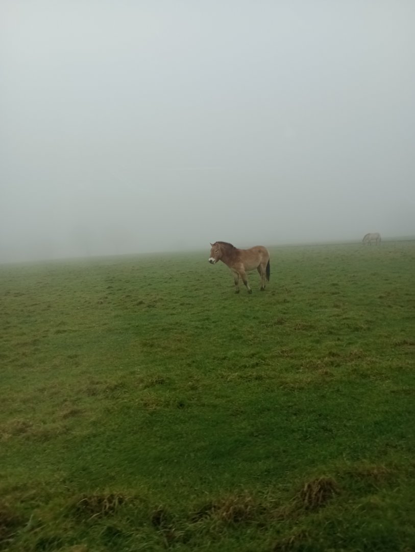 Przewaski's wild horse