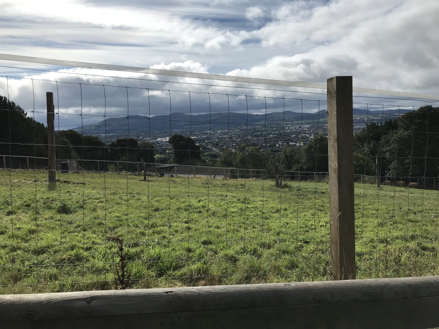 Przwalskis horse enclosure