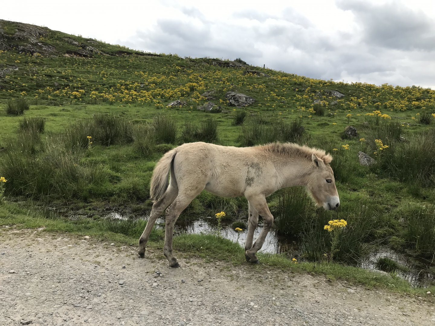 Przwalskis horse foal