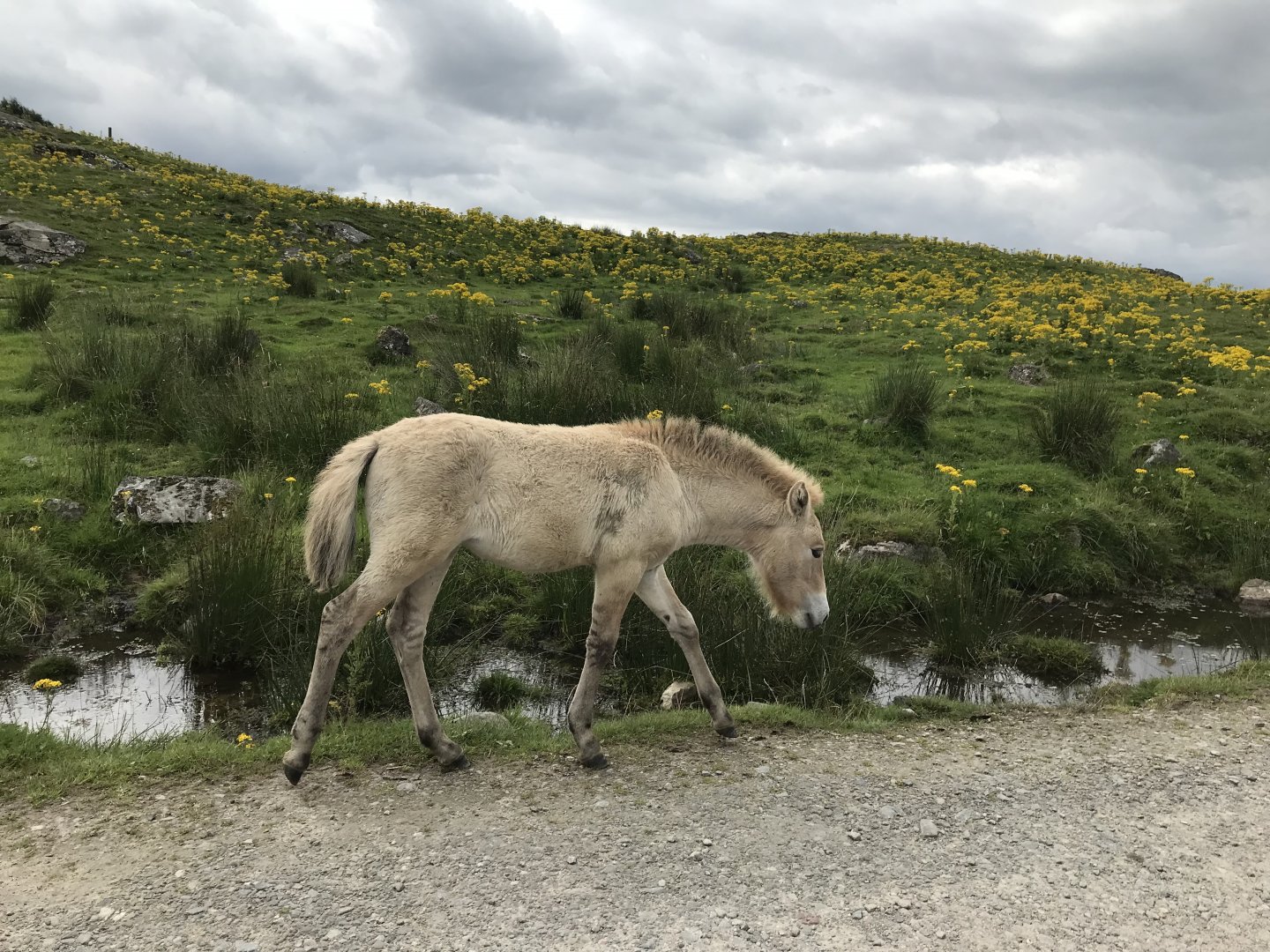 Przwalskis horse foal