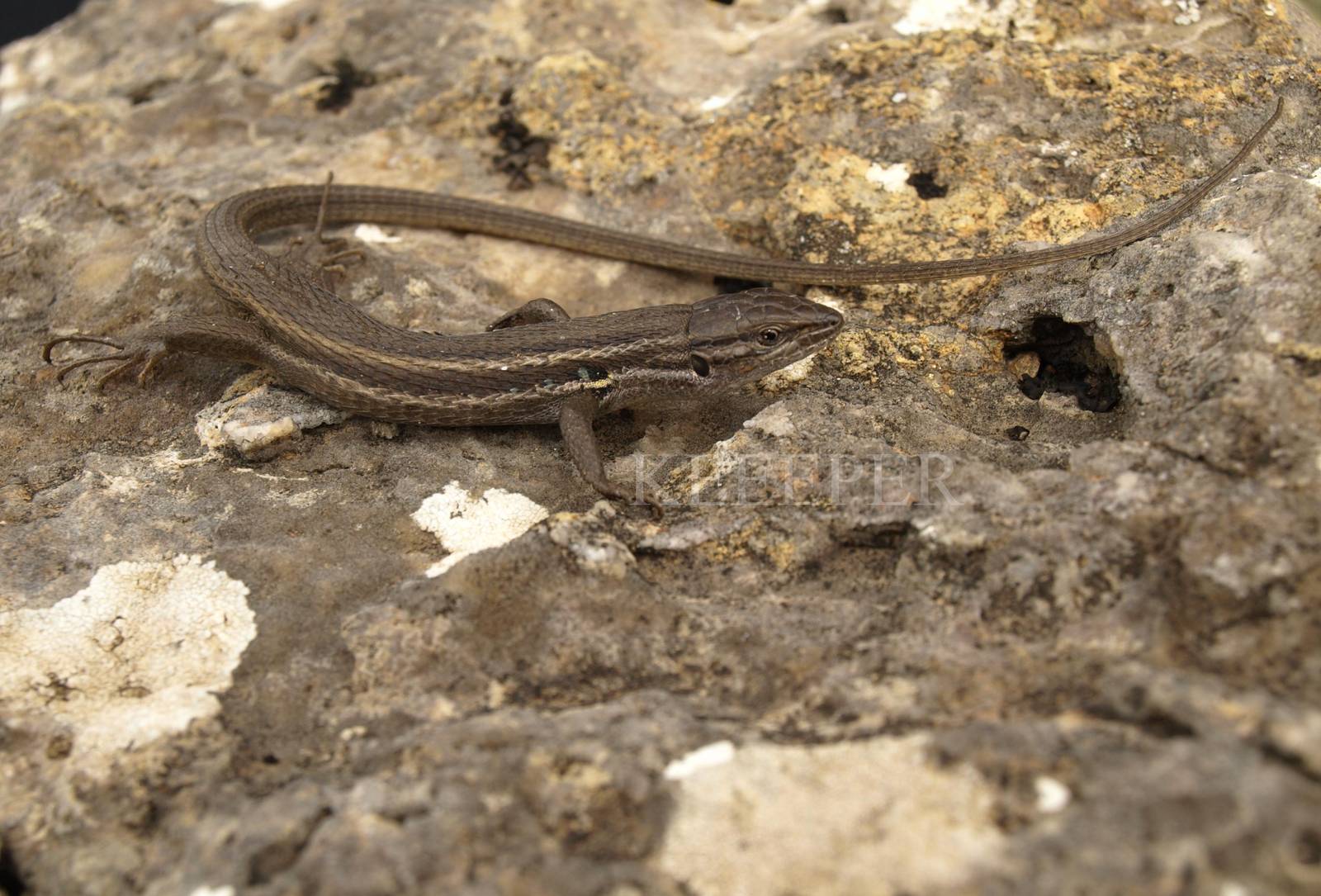 Psammodromus algirus