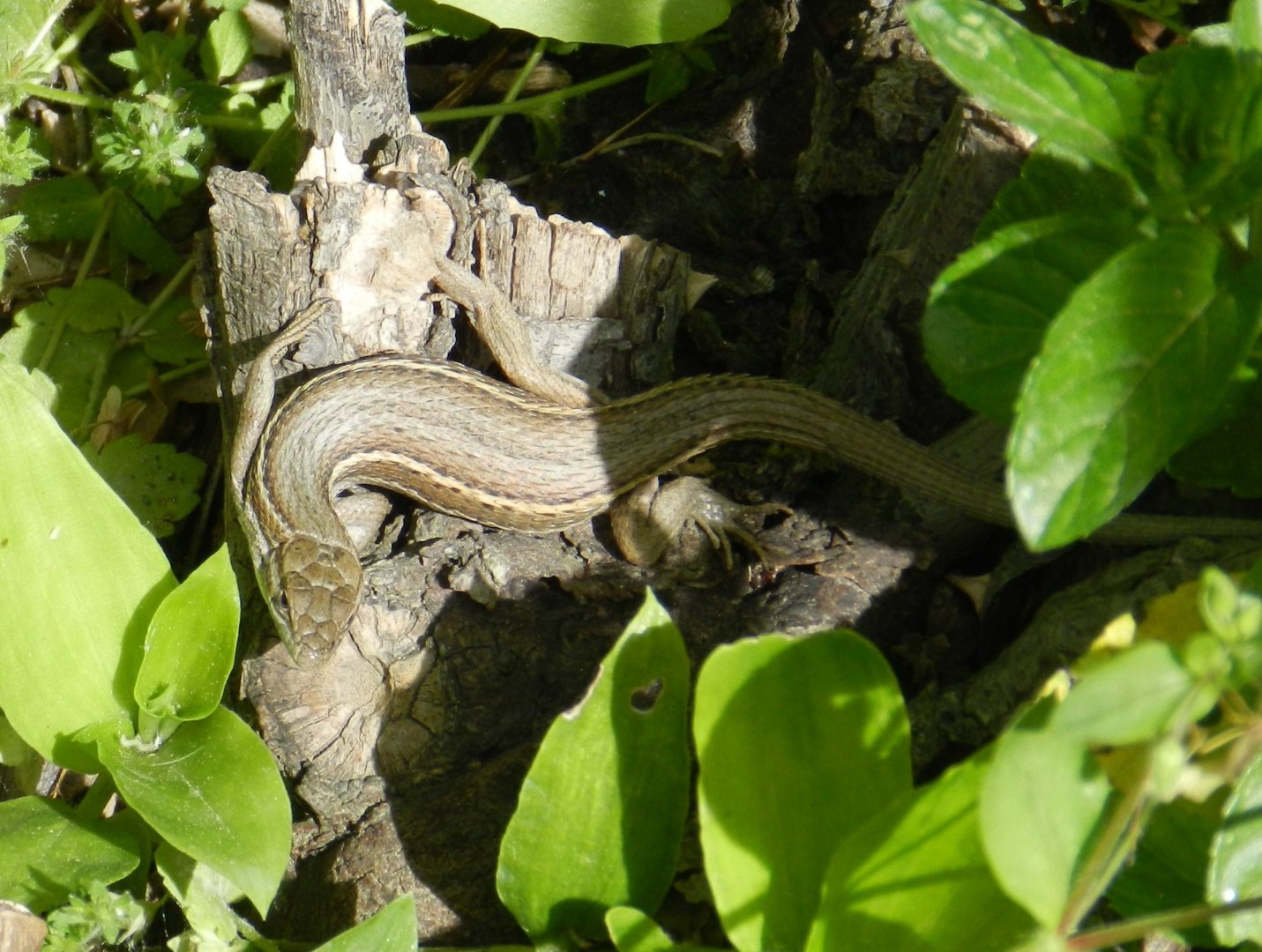 Psammodromus algirus