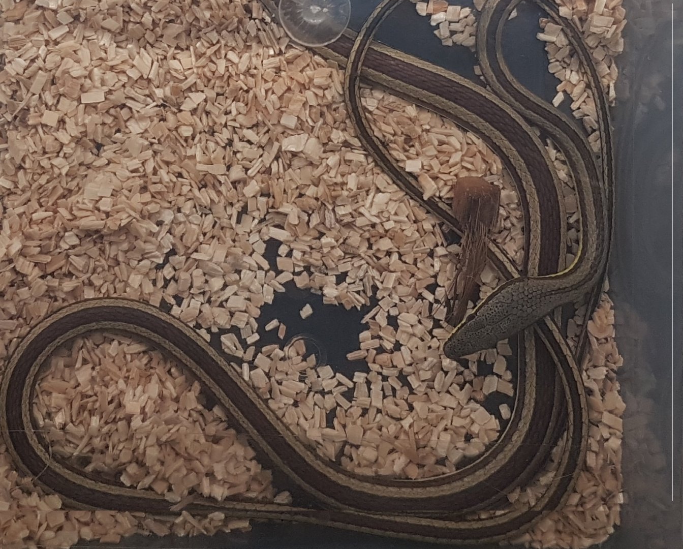 Psammophis elegans
