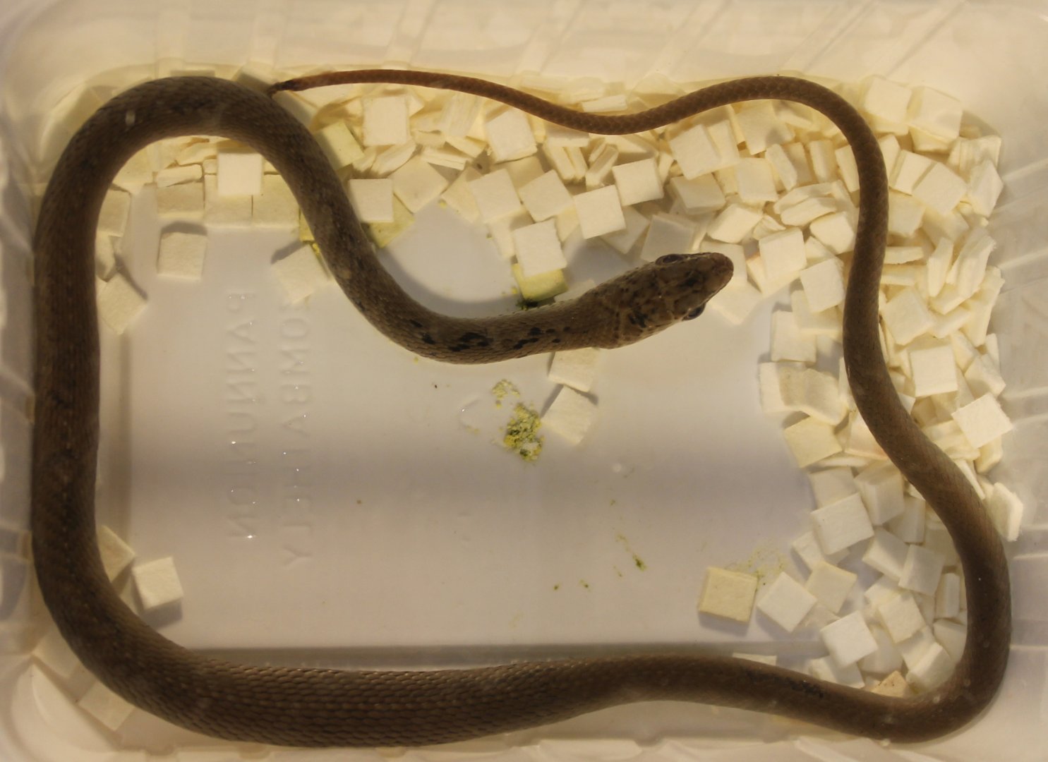 Psammophis phillipsi