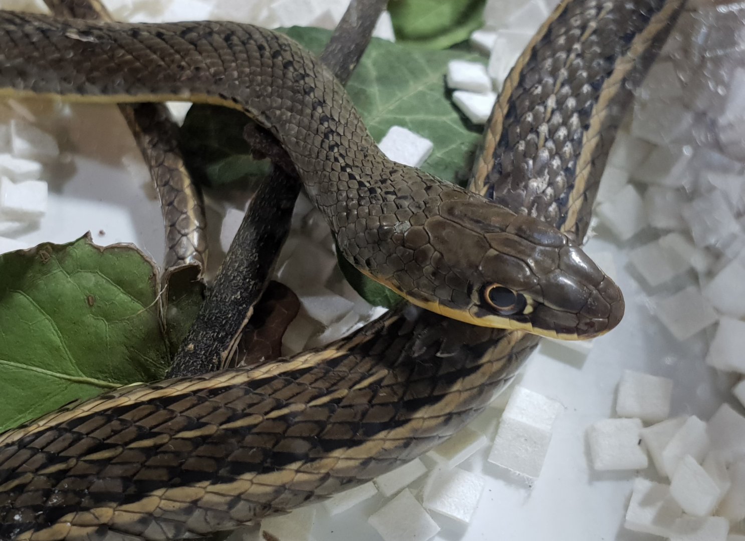 Psammophis sibilans