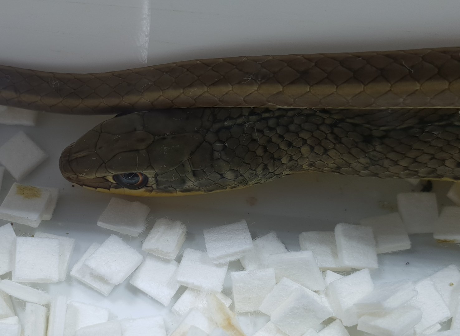 Psammophis sibilans