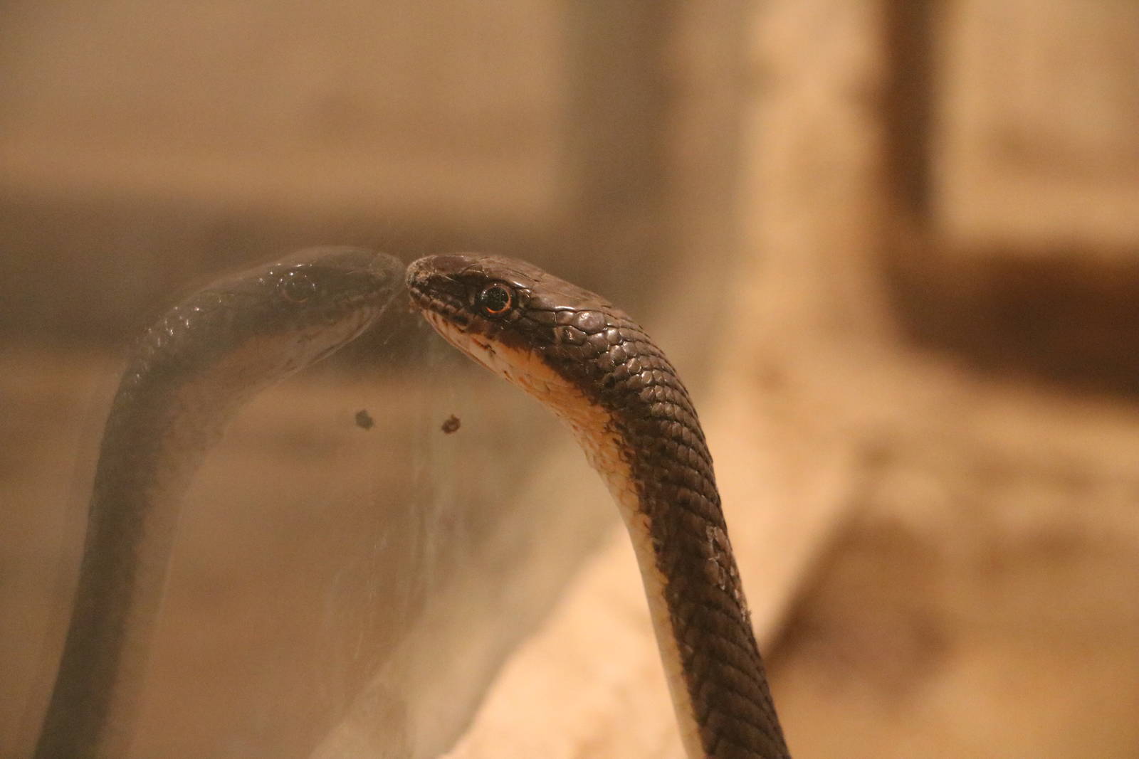 Psammophis sp.?, February 2016