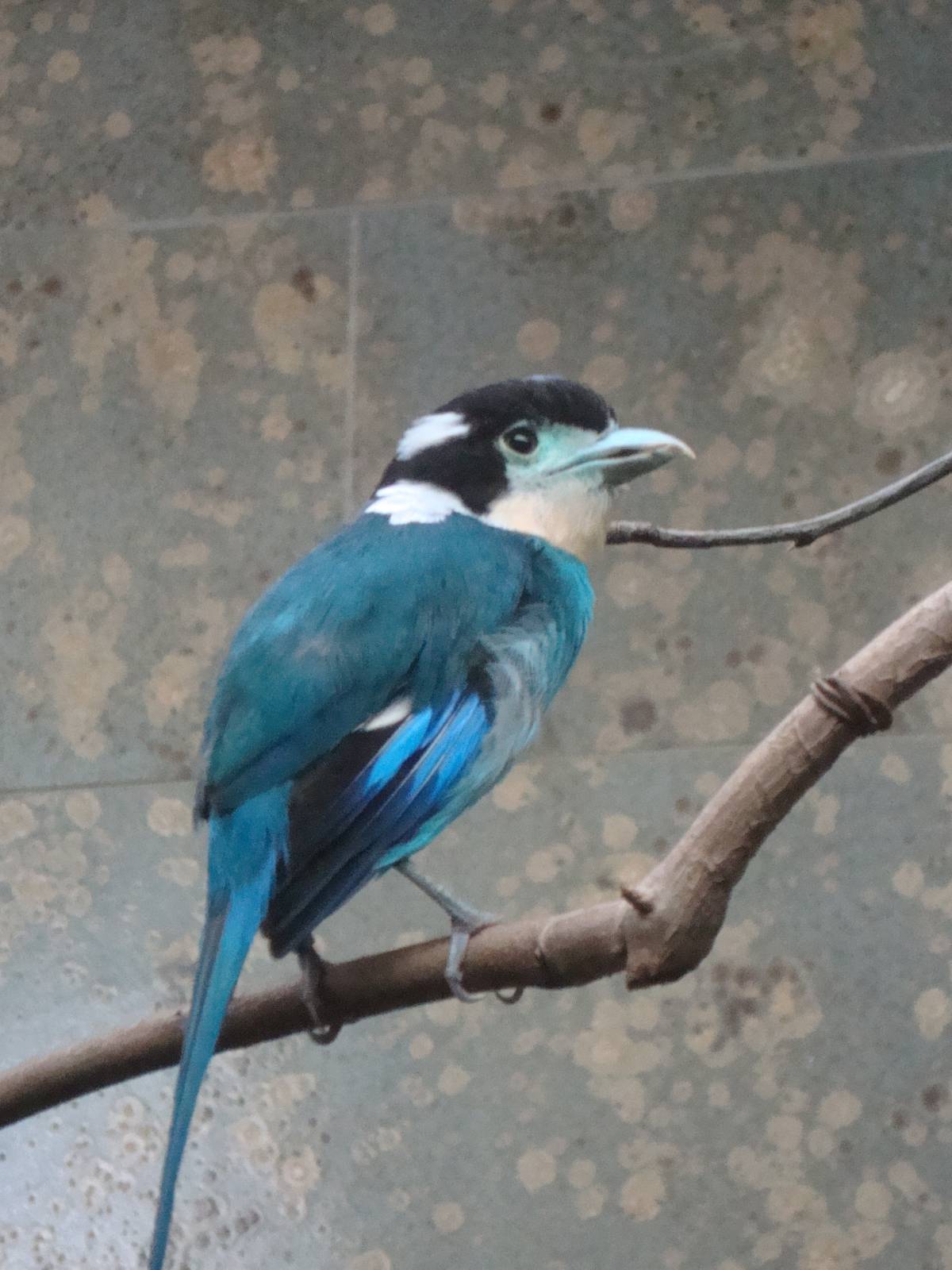 Psarisomus dalhousiae