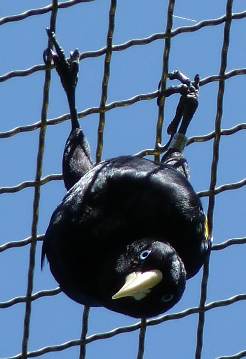 Psarocolius decumanus