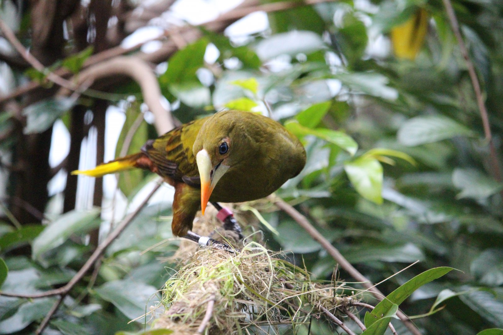 Psarocolius viridis (Green Oropendola)