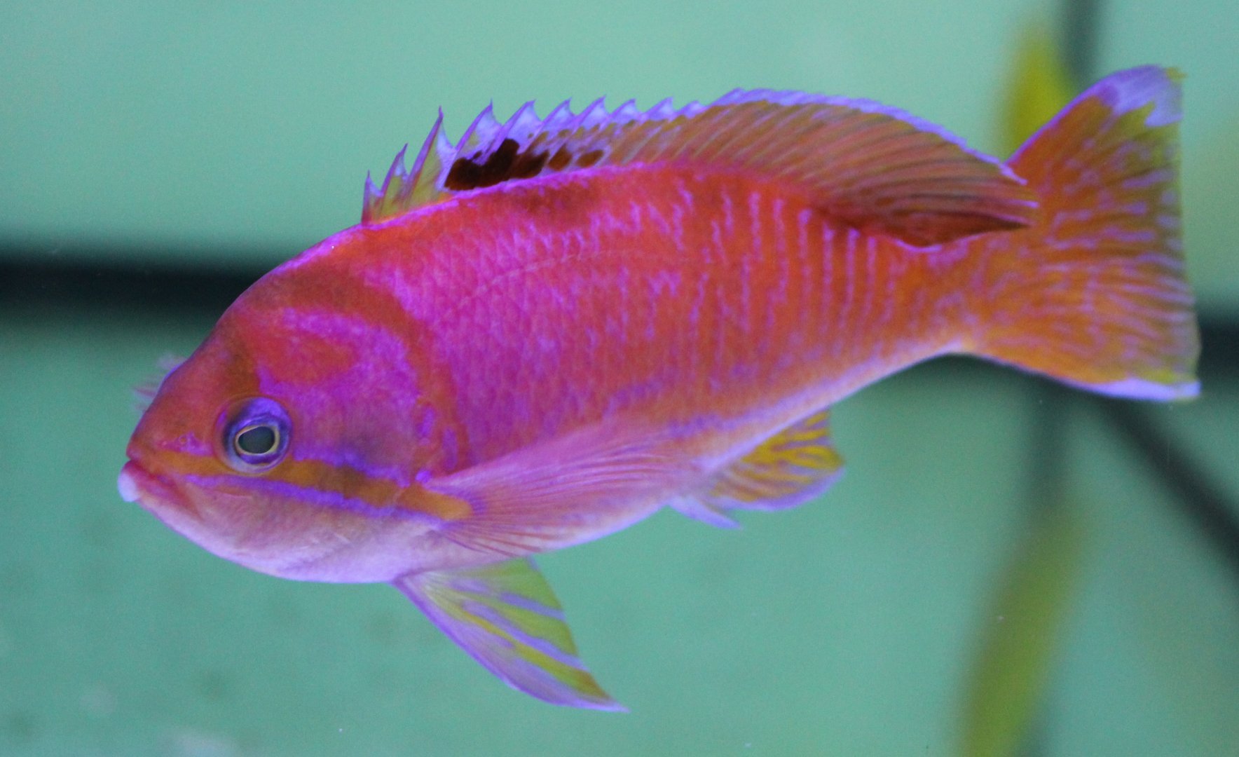 Pseudanthias bimaculatus