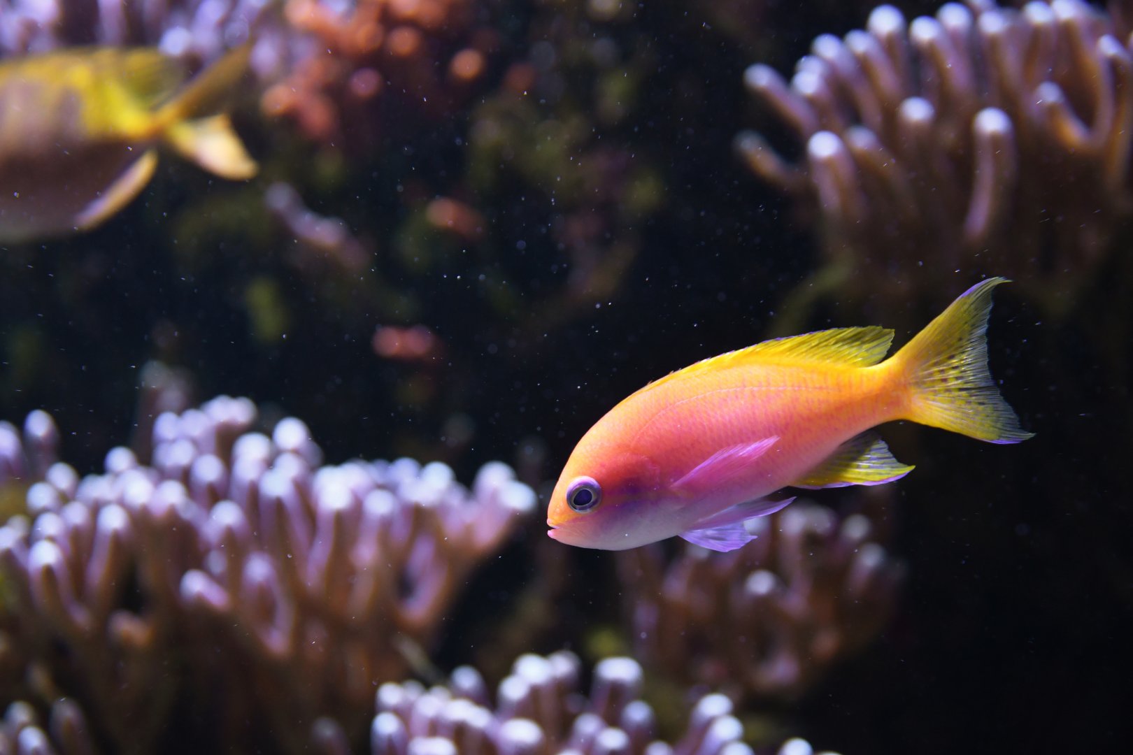 Pseudanthias bimaculatus