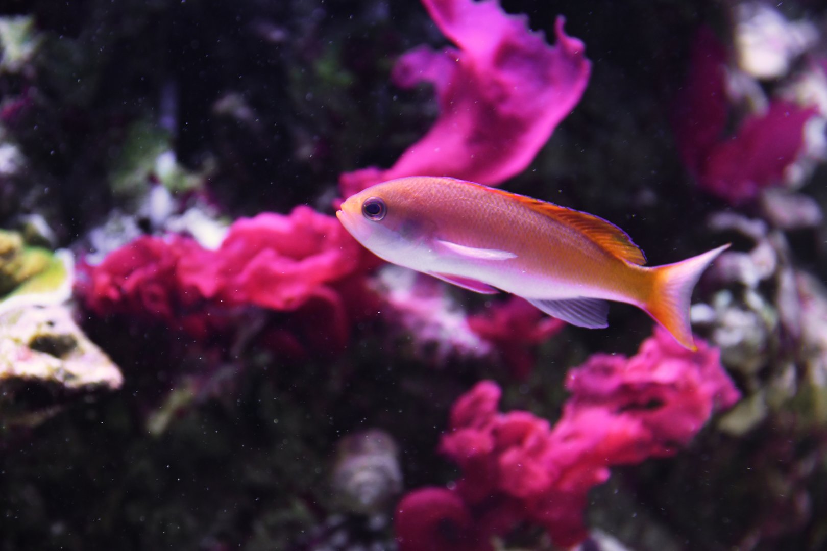 Pseudanthias cooperi