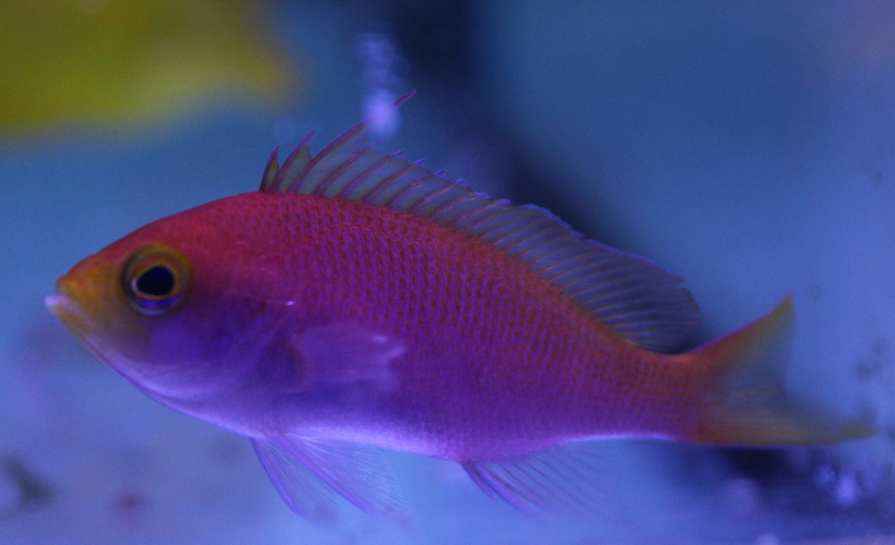 Pseudanthias flavicauda