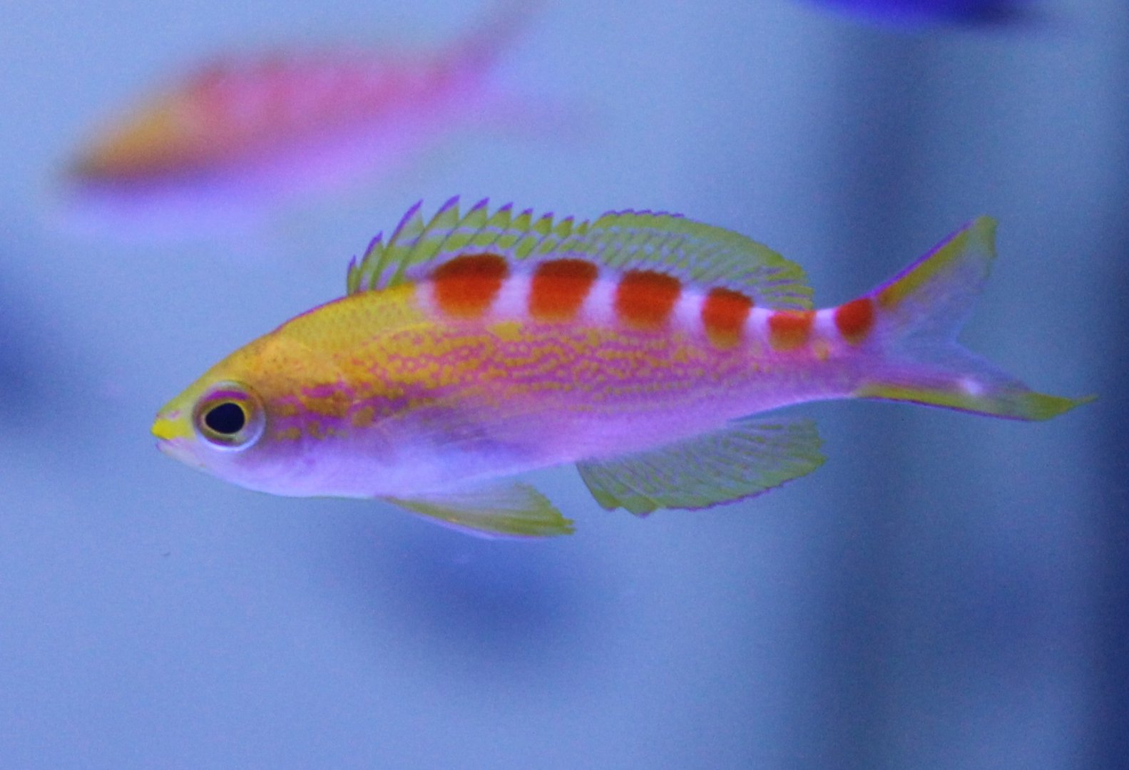 Pseudanthias flavoguttatus - Red-saddled anthias