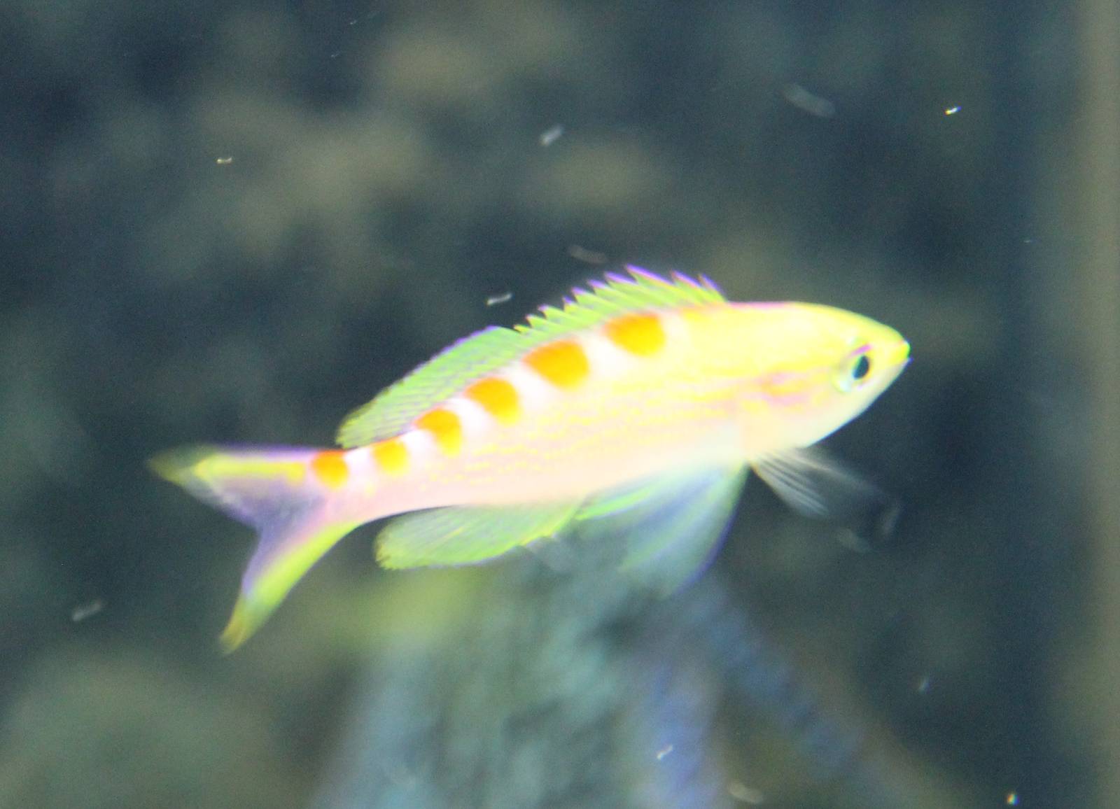 Pseudanthias flavoguttatus