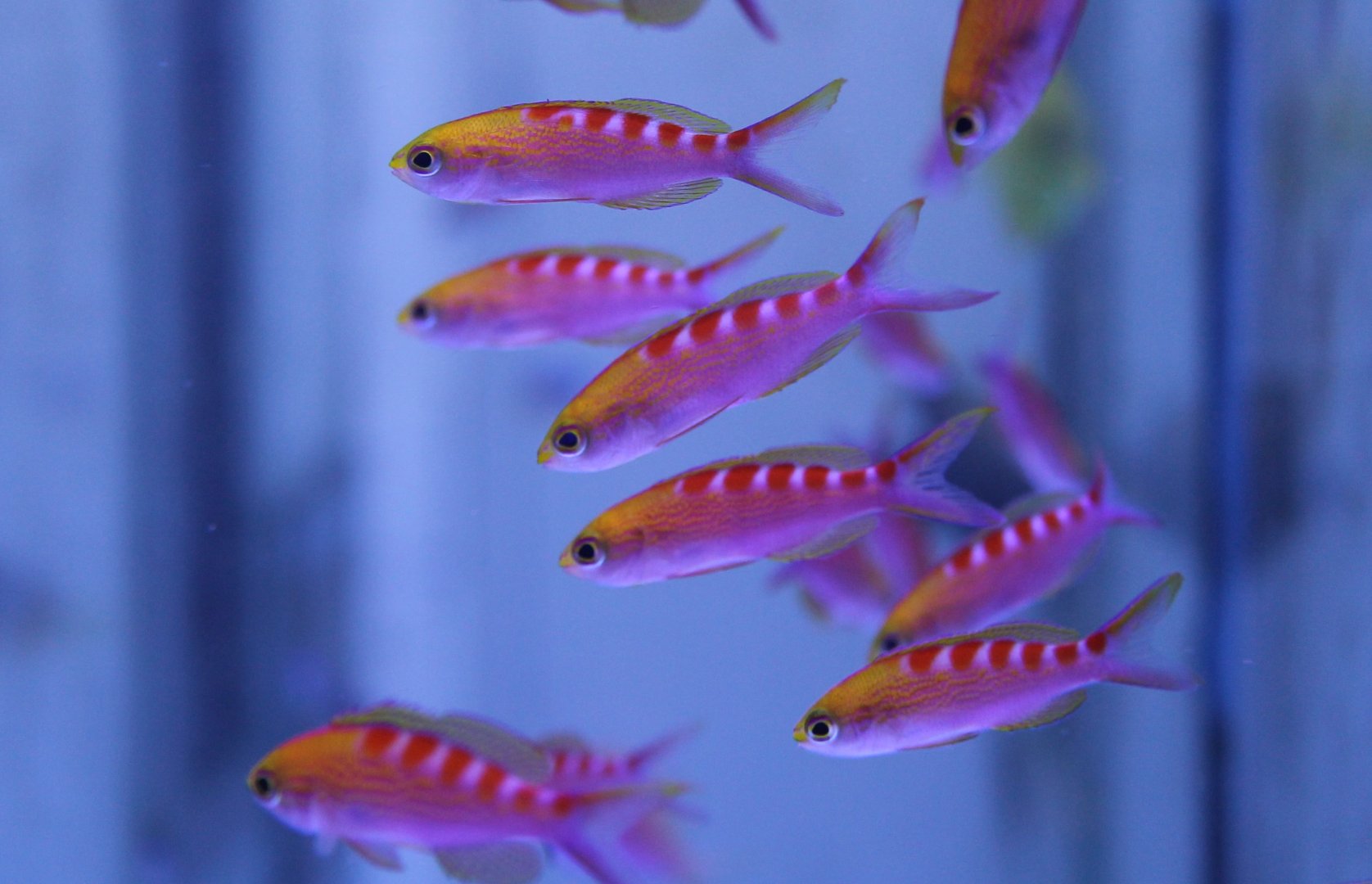 Pseudanthias flavoguttatus