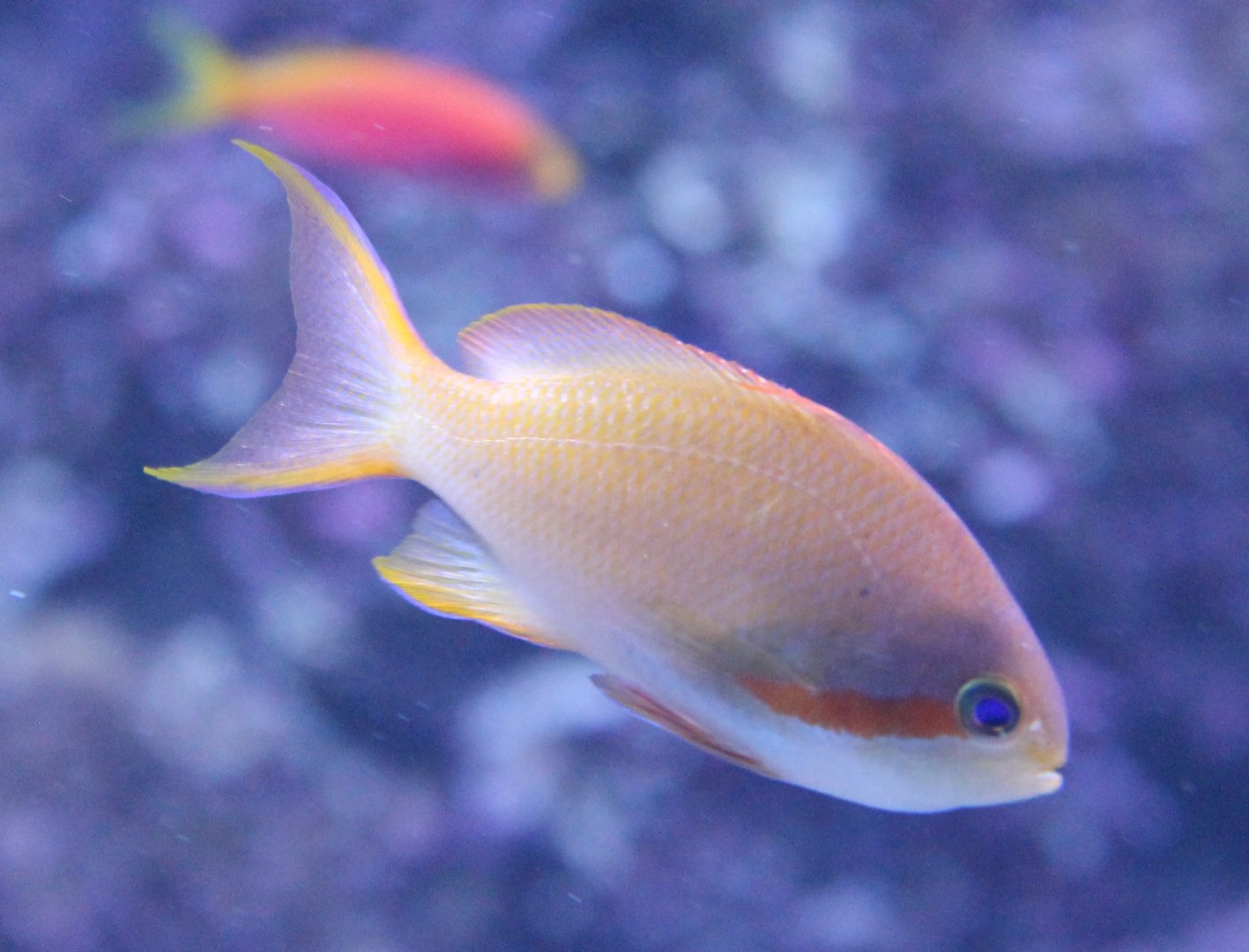 Pseudanthias huchtii