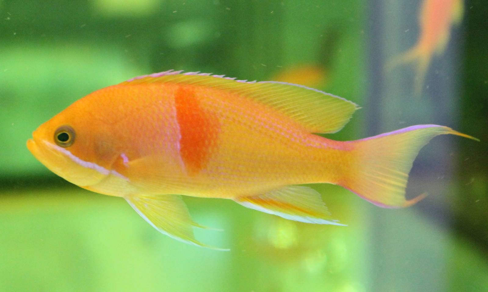 Pseudanthias ID