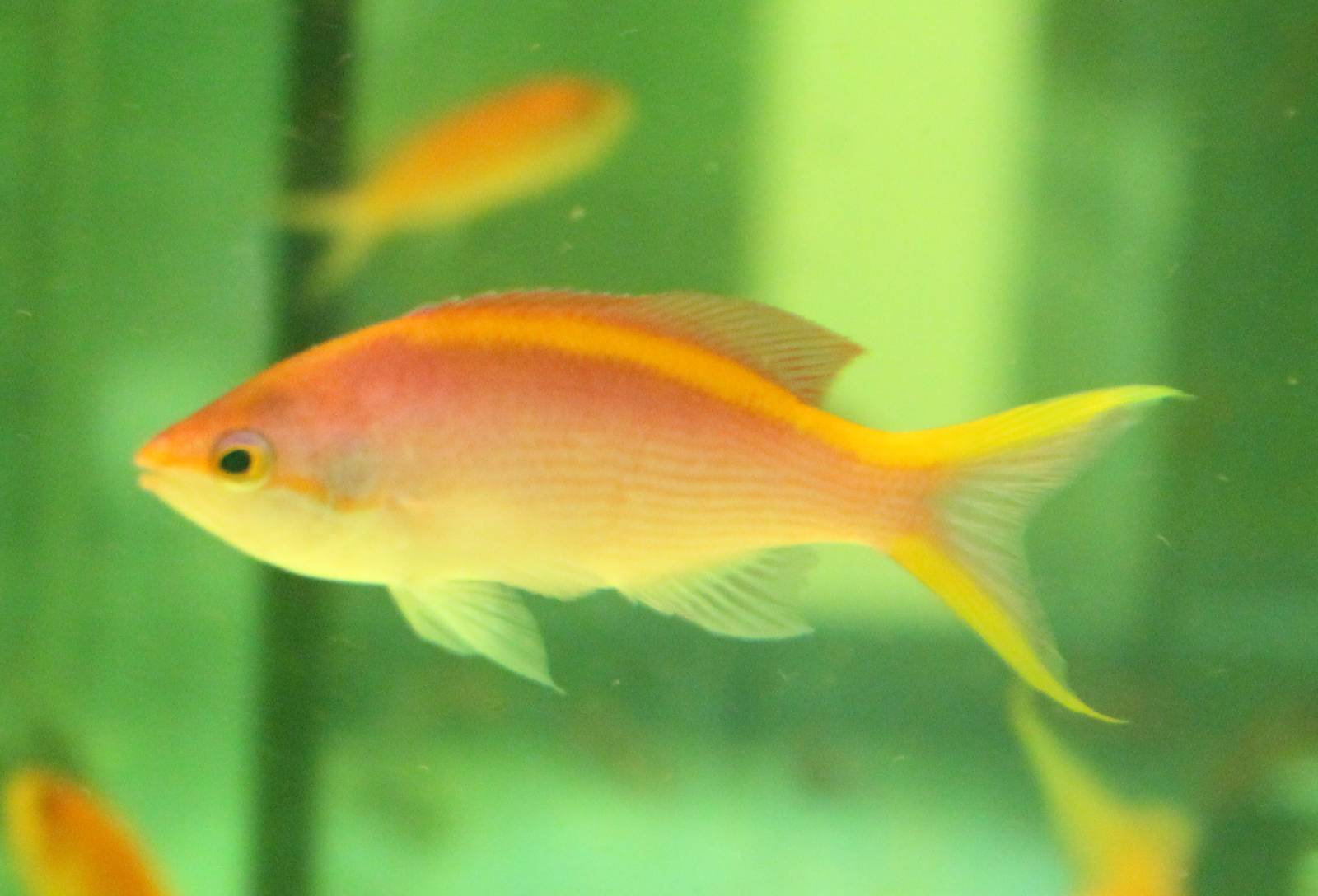 Pseudanthias ID