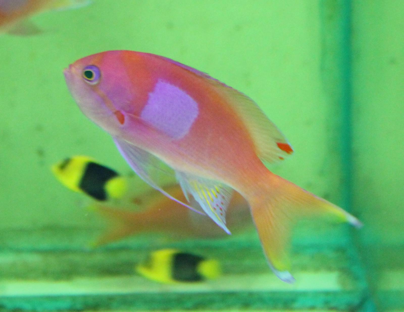 Pseudanthias pleurotaenia