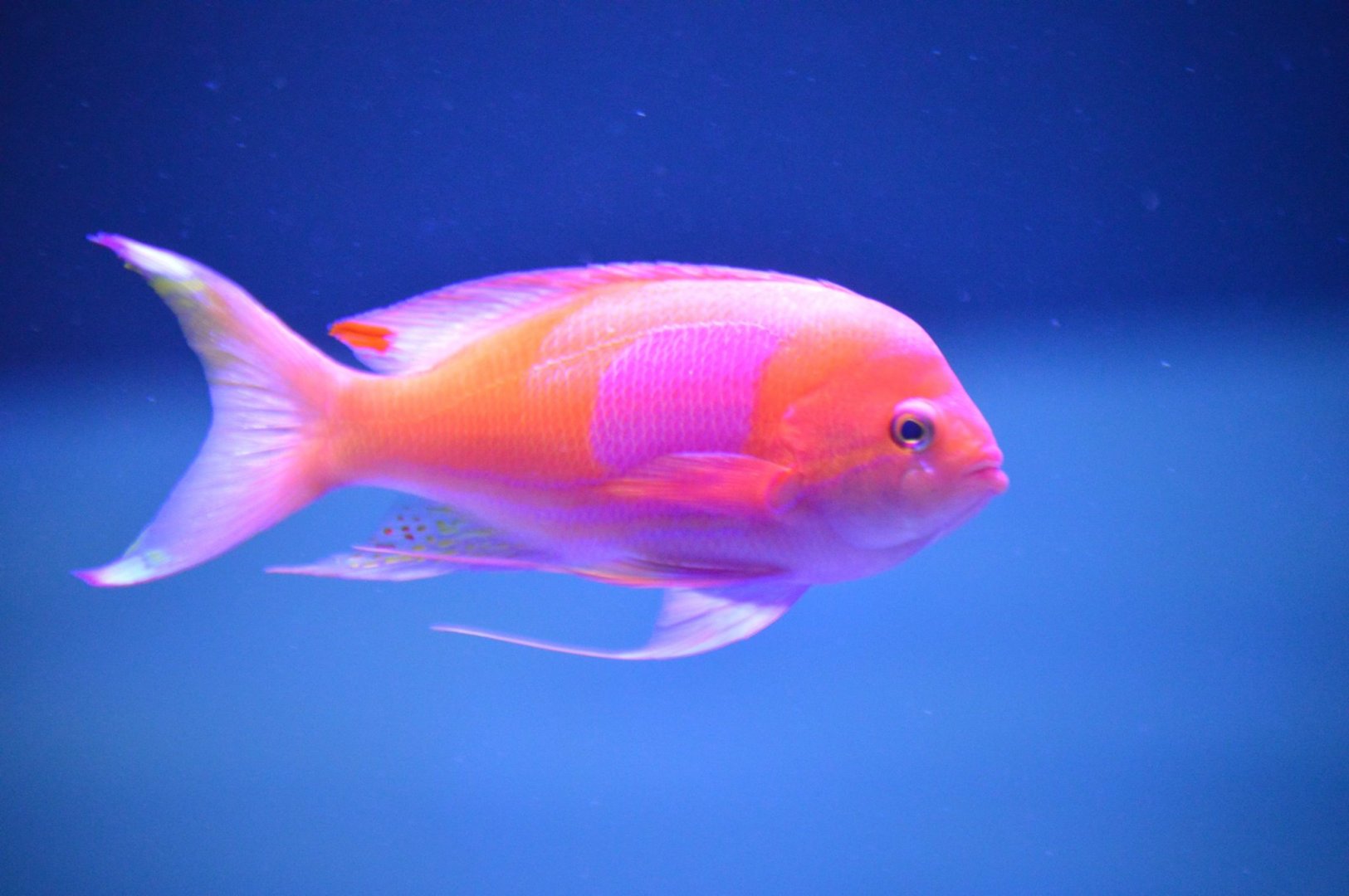Pseudanthias pleurotaenia