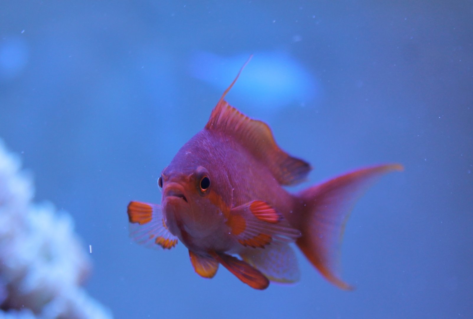 Pseudanthias squamipinnis - Lyre-tail anthias