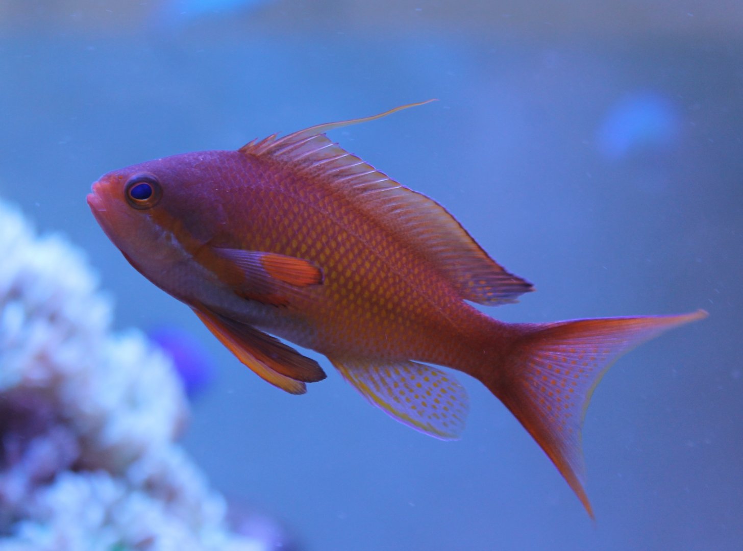 Pseudanthias squamipinnis - Lyre-tail anthias