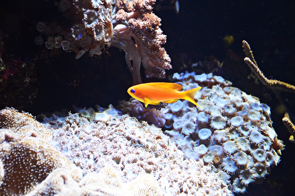 Pseudanthias squamipinnis