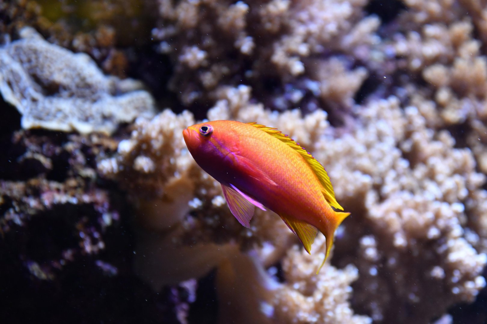 Pseudanthias squamipinnis