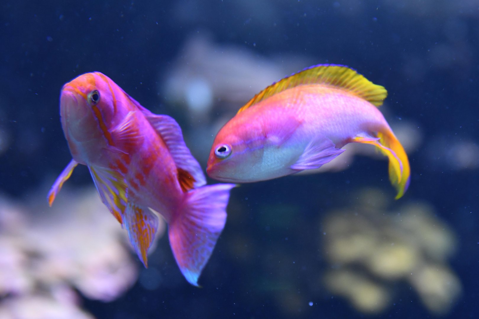 Pseudanthias squamipinnis