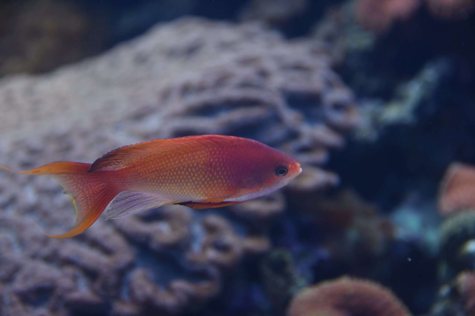 Pseudanthias squamipinnis