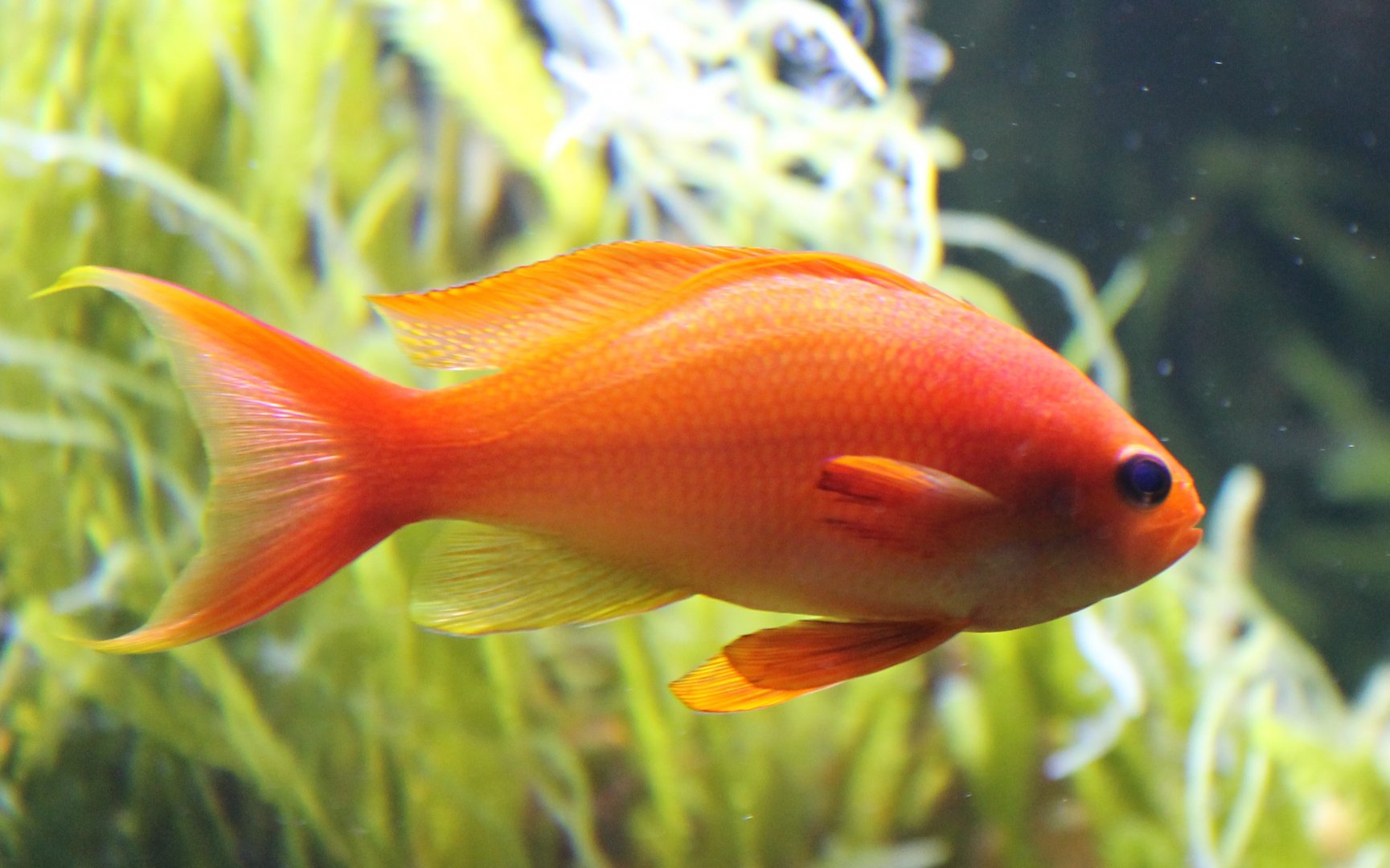 Pseudanthias squammipinnis