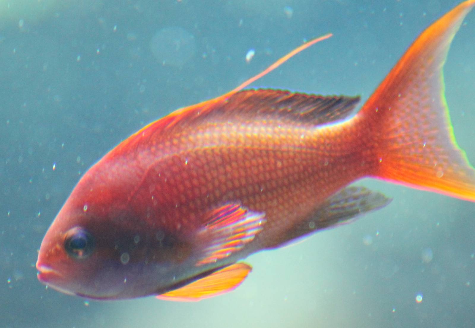 Pseudanthias squanipennis
