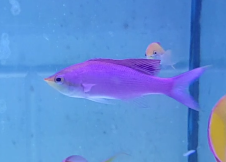 Pseudanthias tuka
