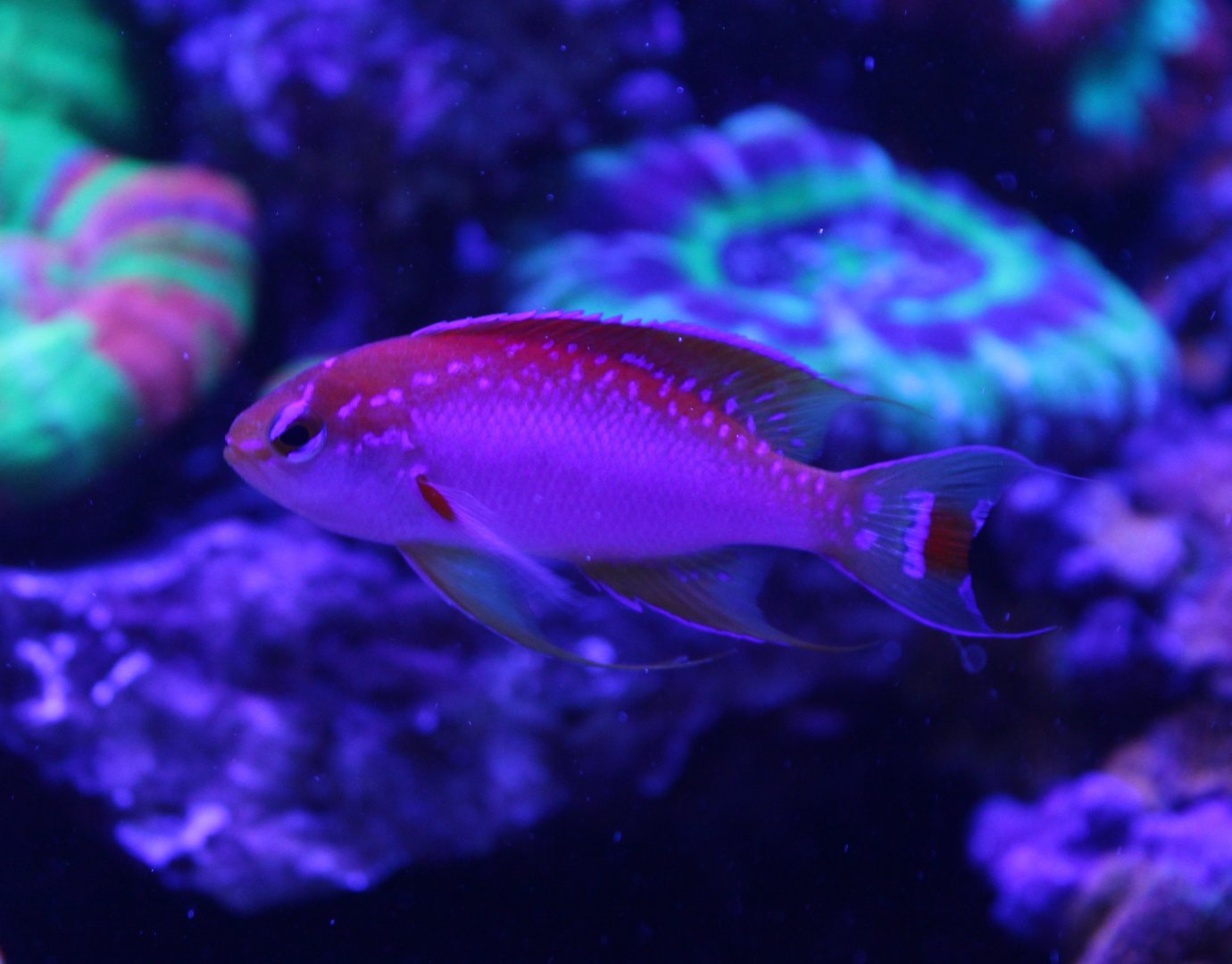 Pseudanthias ventralis