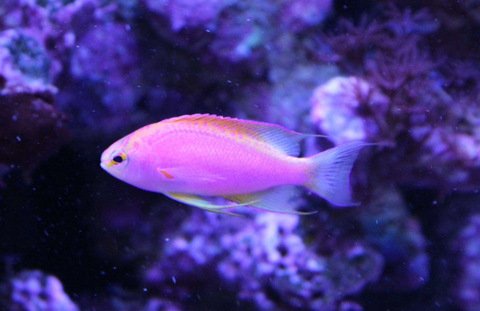 Pseudanthias ventralis
