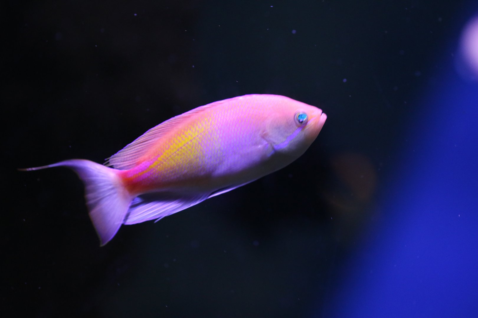 Pseudathias ID