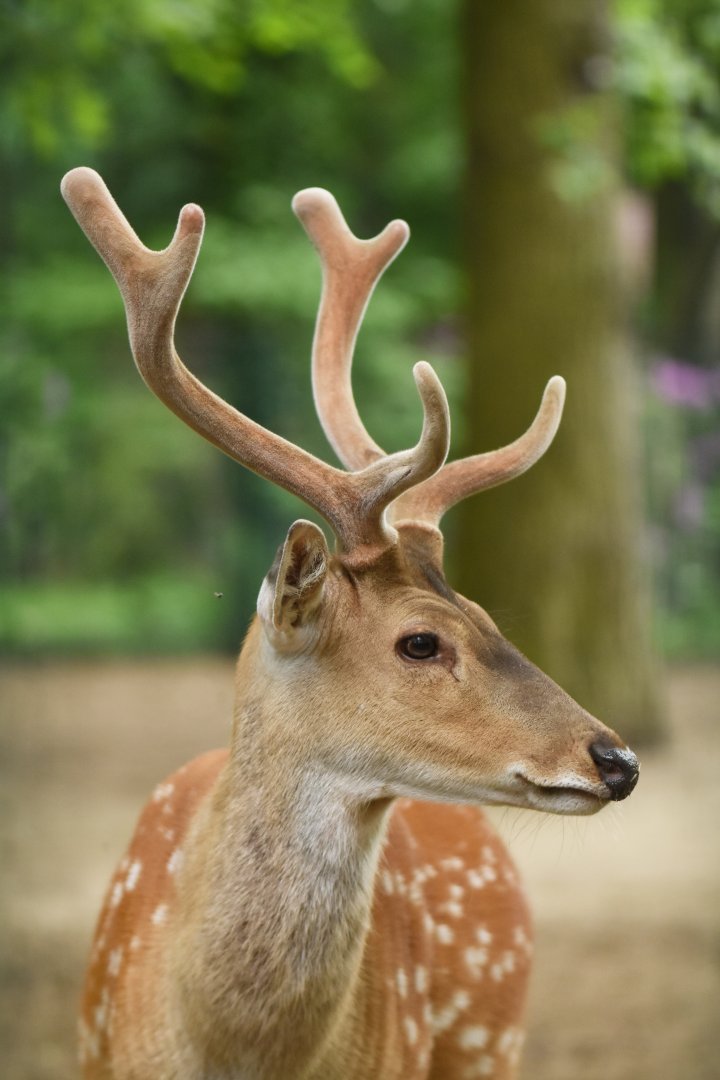 Pseudaxis deer (Cervus hortulorum pseudaxis)