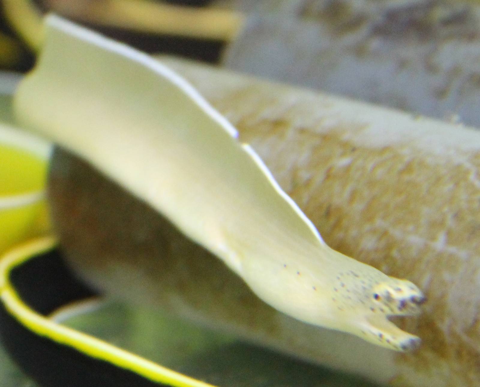 Pseudechidna brummeri