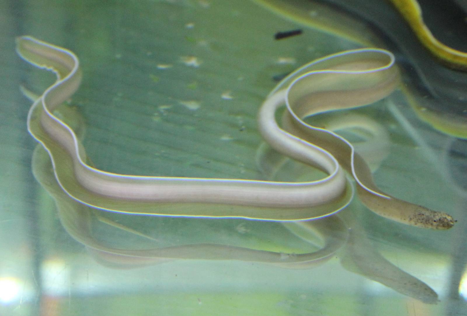 Pseudechidna brummeri