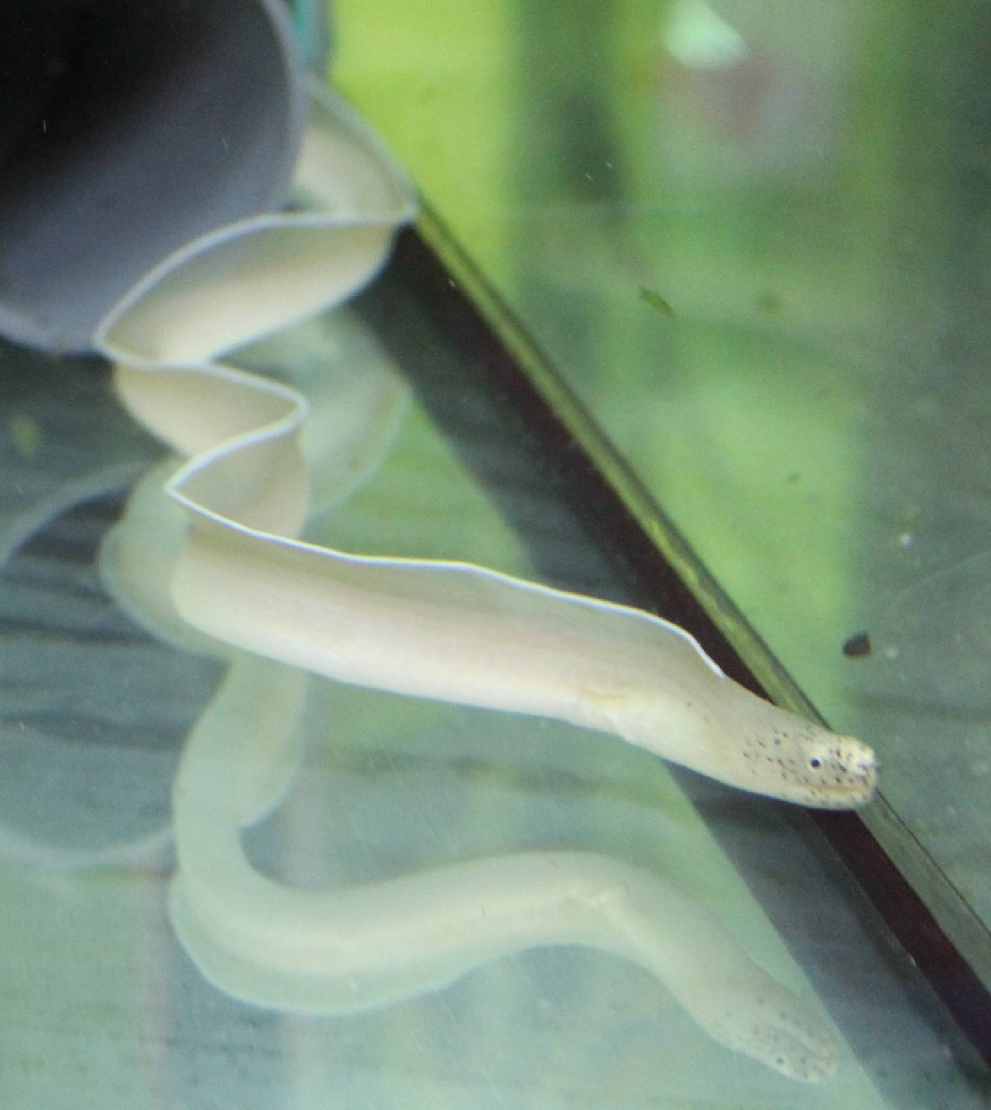 Pseudechidna brummeri