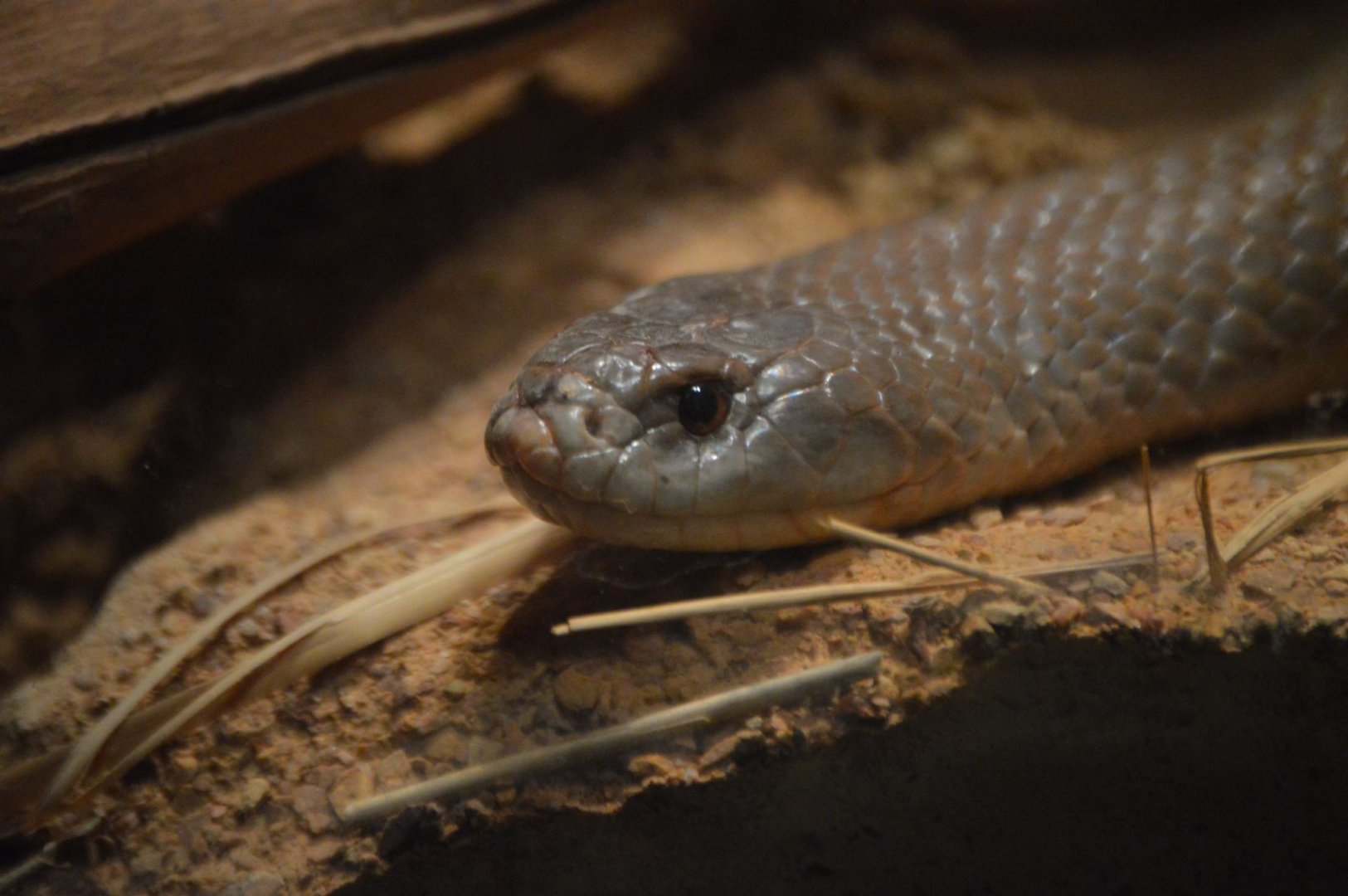 Pseudechis australis