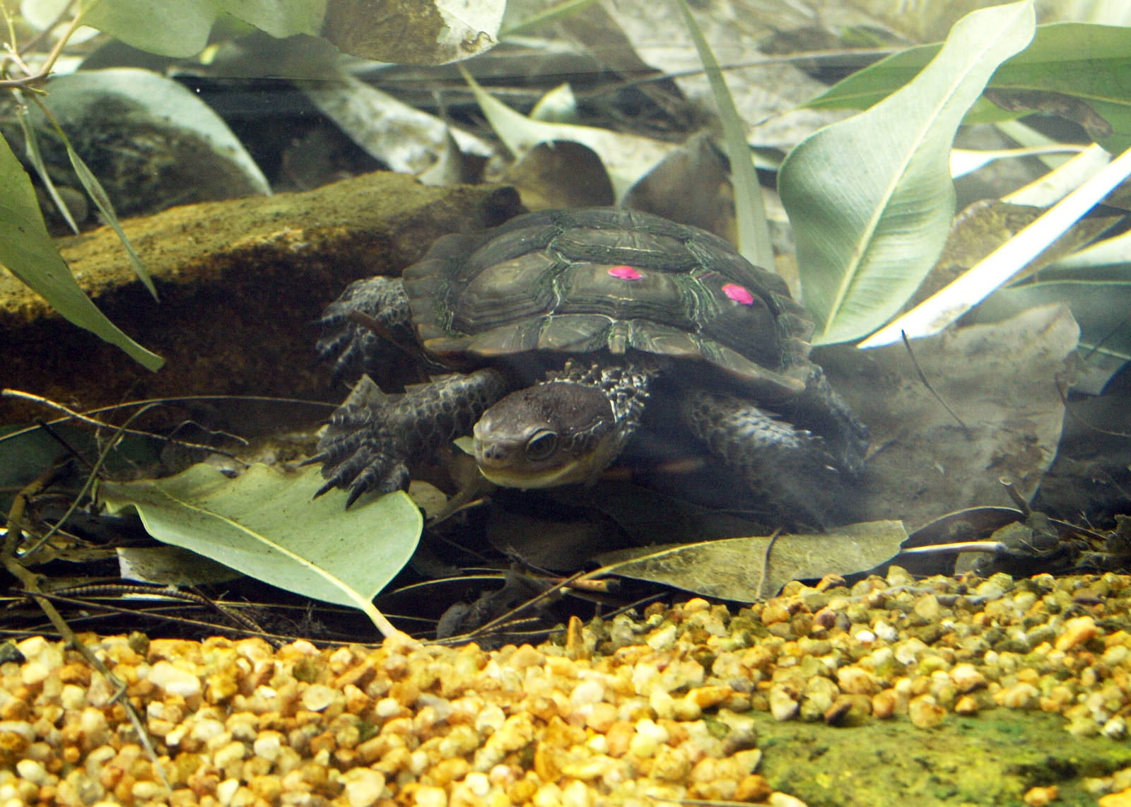 Pseudemydura umbrina