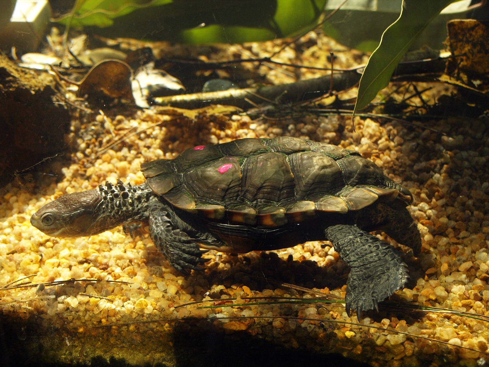 Pseudemydura umbrina