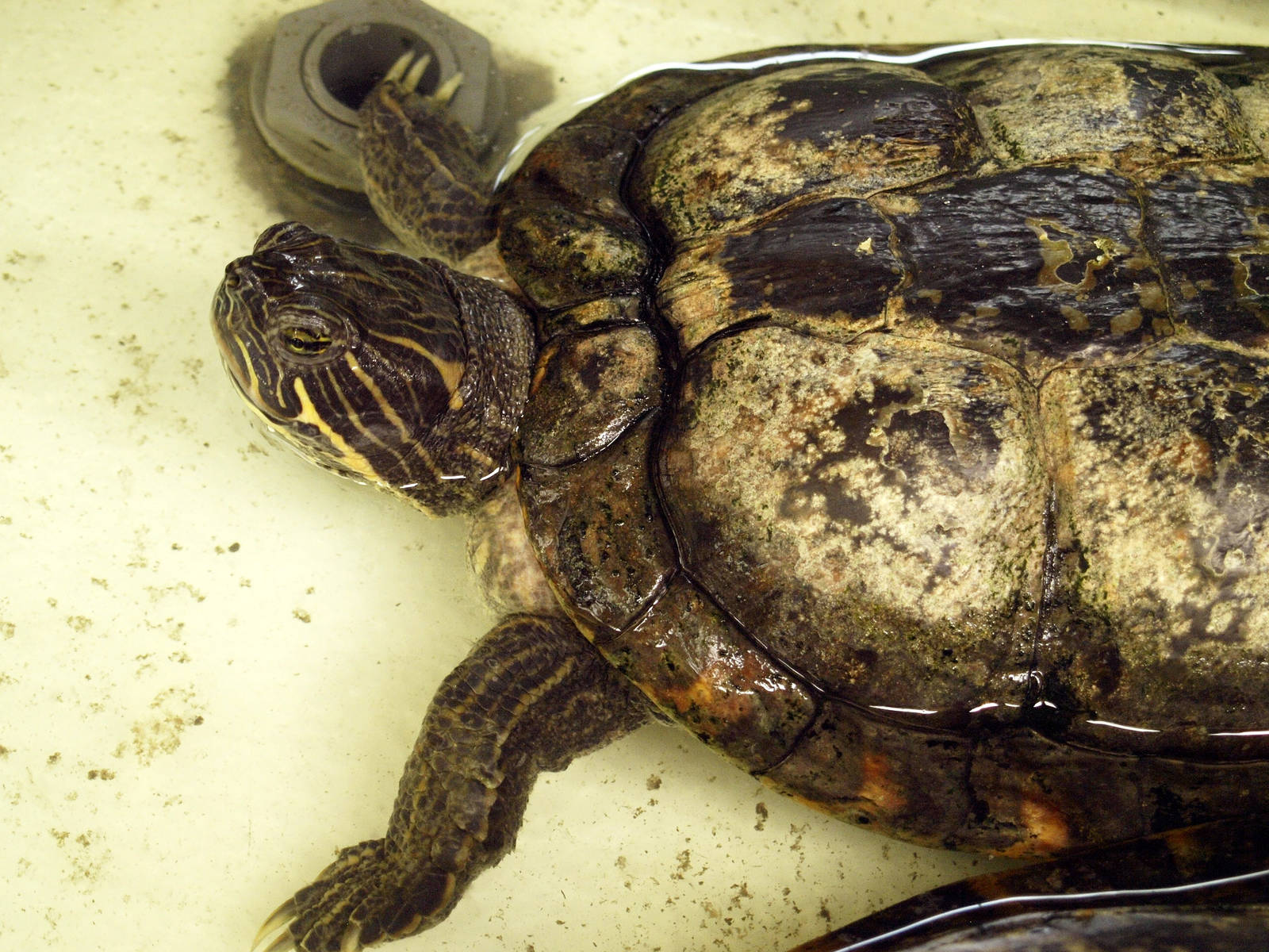 Pseudemys concinna spp.