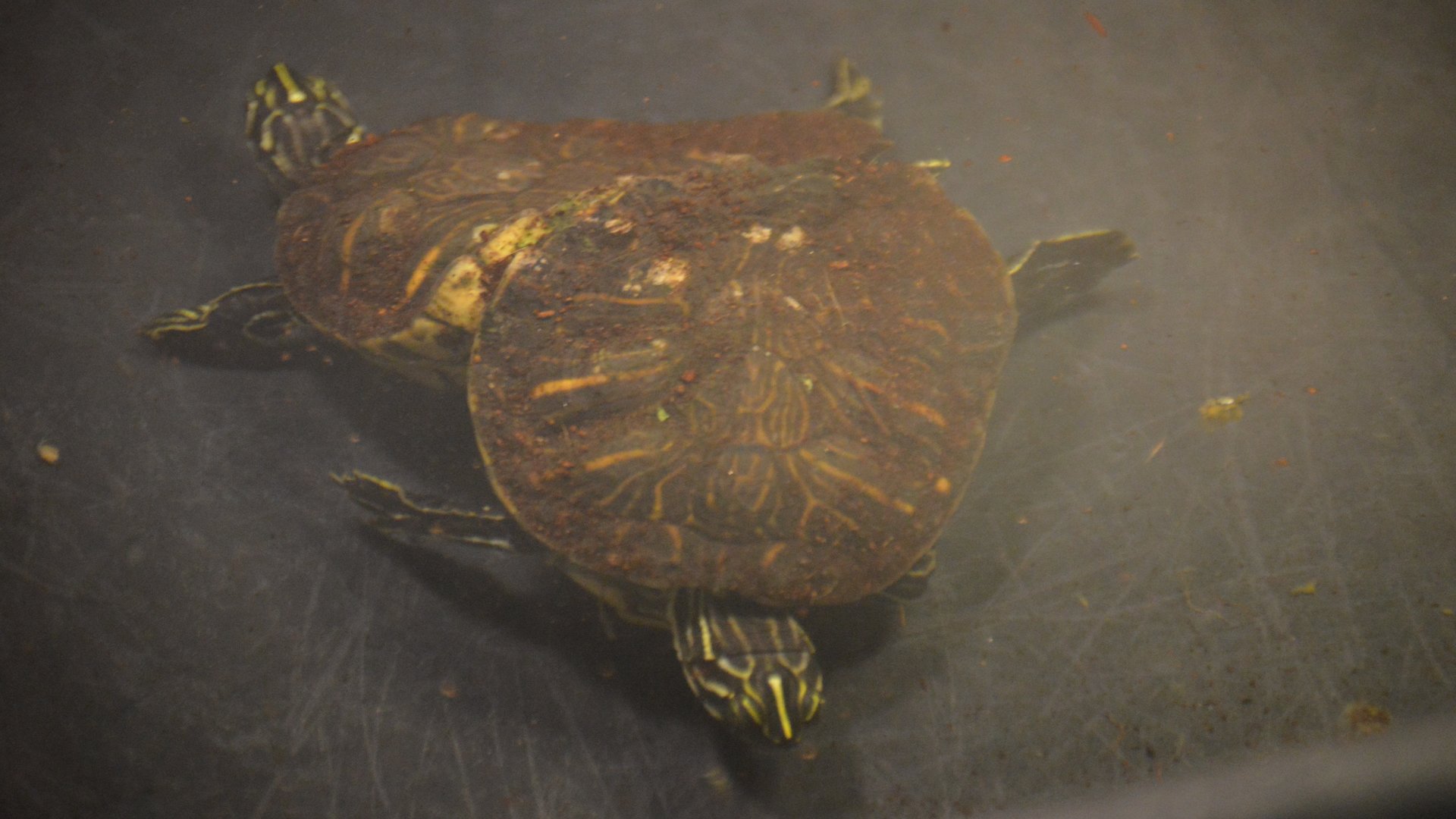 Pseudemys peninsularis (Glitch and Matrix)