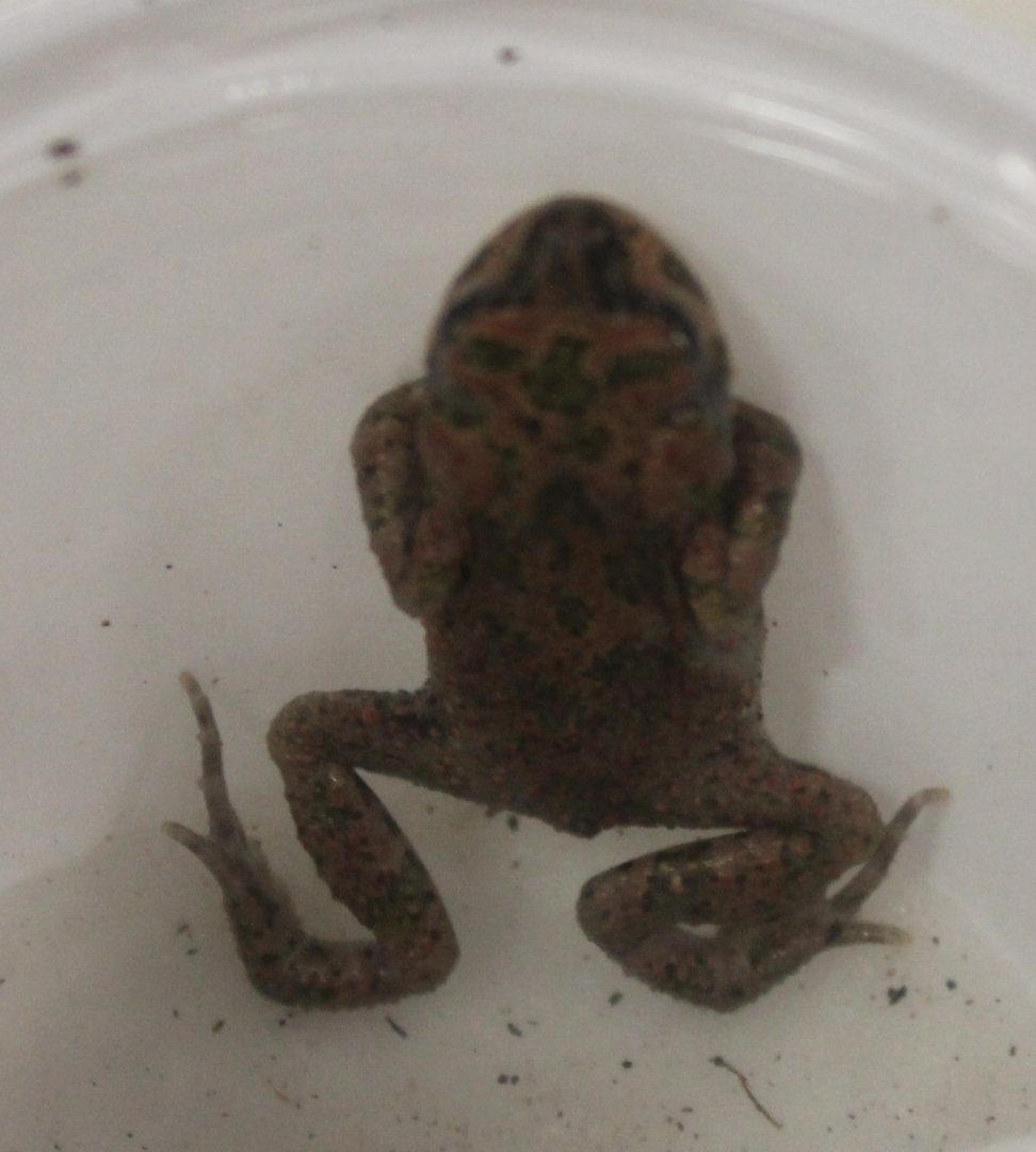 Pseudepidalea - Bufo - pewzowi