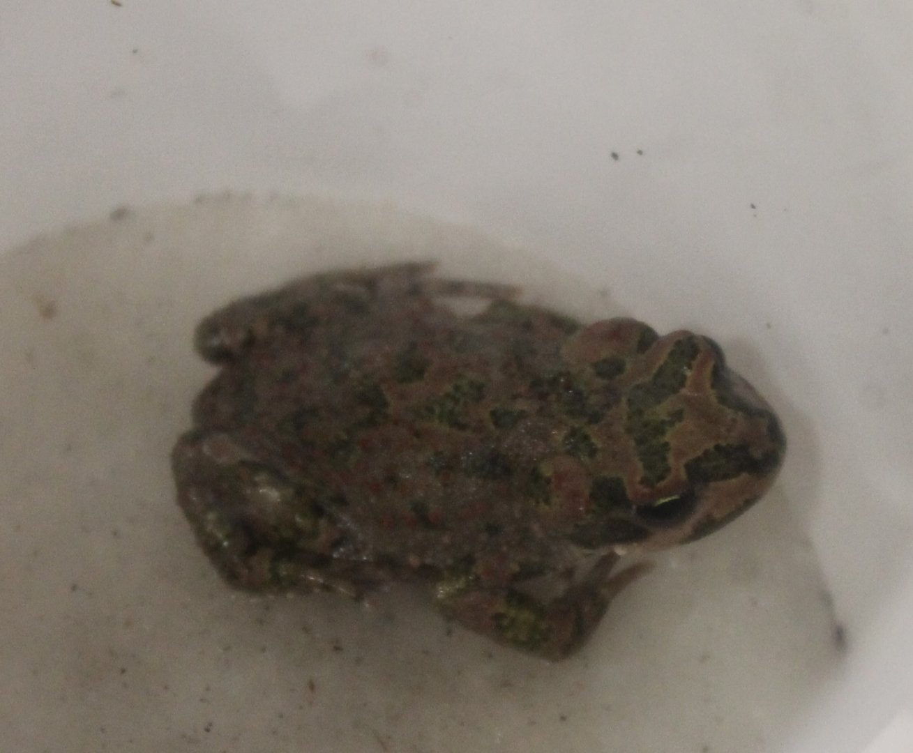 Pseudepidalea - Bufo - pewzowi