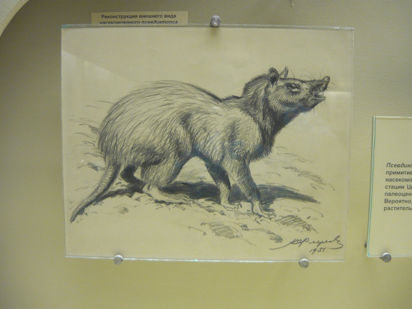 Pseudictops reconstruction